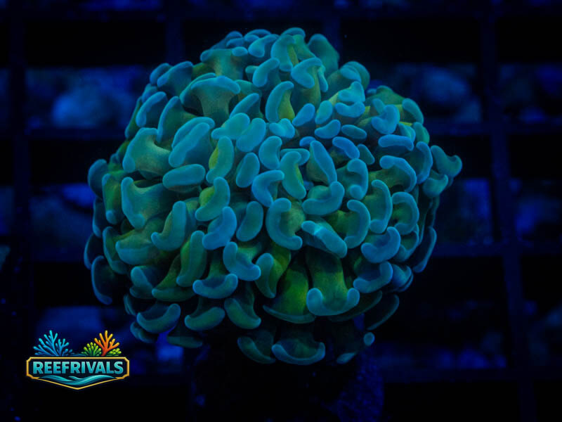Ultra Teal Hammer WYSIWYG coral image | ReefRivals Ultra Teal Hammer coral image from ReefRivals, listed as Fimbriaphyllia ancora and Hammers
