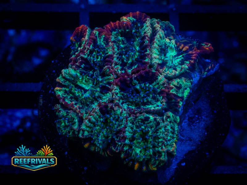 RVL Lava Rim Favia WYSIWYG coral image | ReefRivals RVL Lava Rim Favia coral image from ReefRivals, listed as Favia sp. and Favias