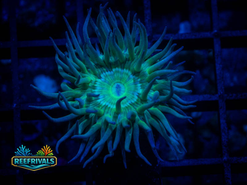 RVL Splunkin' Duncan coral image from ReefRivals, listed as Duncanopsammia axifuga and Duncans