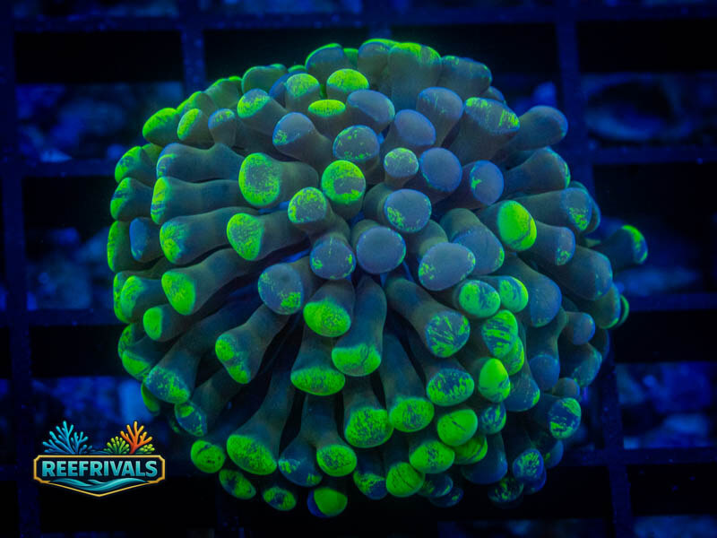 Purple Splatter Hammer (Special) coral image from ReefRivals, listed as Fimbriaphyllia ancora and Hammers