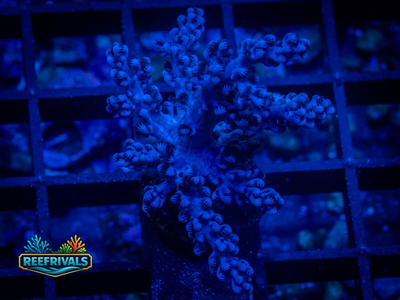 RVL Deep Blue Kenya Tree WYSIWYG coral image | ReefRivals RVL Deep Blue Kenya Tree coral image from ReefRivals, listed as Capnella sp. and SPS Branching