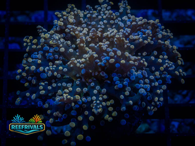 TSA Peach Tip Octospawn coral image from ReefRivals, listed as Fimbriaphyllia paraancora and LPS Branching