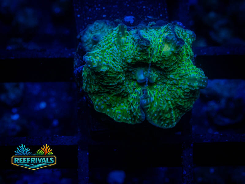 RVL Mighty Green Mushroom coral image from ReefRivals, listed as Discosoma spp. and Mushrooms