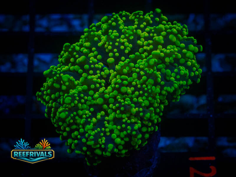 HML Kryptonite Octospawn WYSIWYG coral image | ReefRivals HML Kryptonite Octospawn coral image from ReefRivals, listed as Fimbriaphyllia paraancora and LPS Branching