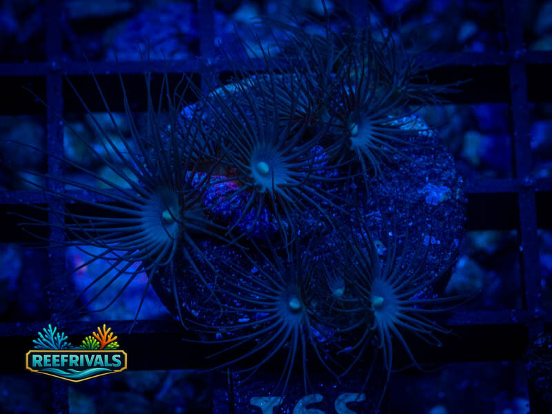ECC Yellow Polyps coral image from ReefRivals, listed as Zoanthus sp. and Zoas