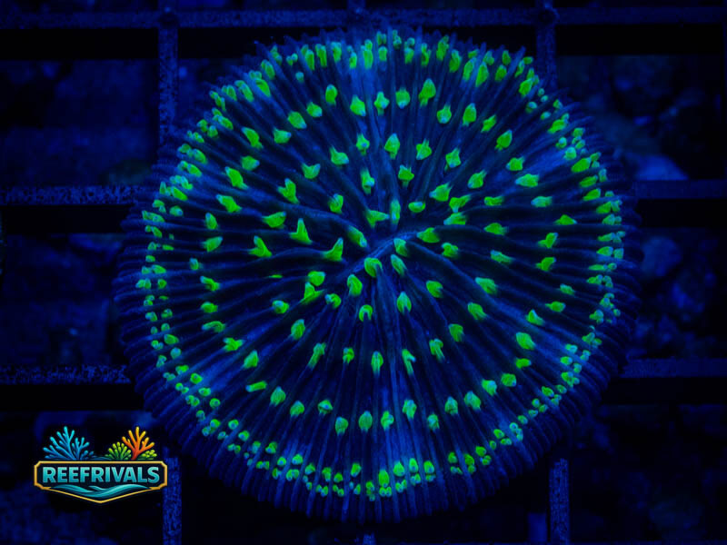 RVL Blue Star Fungia WYSIWYG coral image | ReefRivals RVL Blue Star Fungia coral image from ReefRivals, listed as Fungia sp. and LPS Fleshy