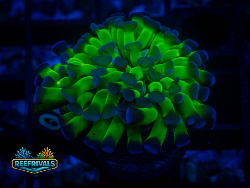 WAPurple Tip Branching Hammer coral image from ReefRivals, listed as Fimbriaphyllia ancora and Soft Coral