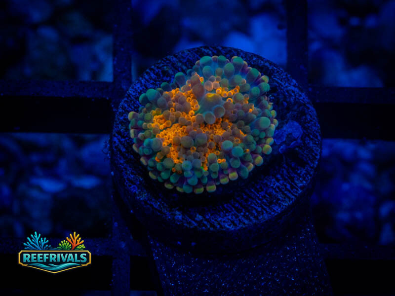 WWC Mango Snobbin Yuma Mushroom coral image from ReefRivals, listed as Ricordea yuma and Mushrooms