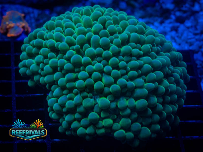 QCC Neon Green Pearl Bubble Coral (Large Colony) WYSIWYG image | ReefRivals QCC Neon Green Pearl Bubble Coral (Large Colony) coral image from ReefRivals, listed as Plerogyra sinuosa and LPS Fleshy