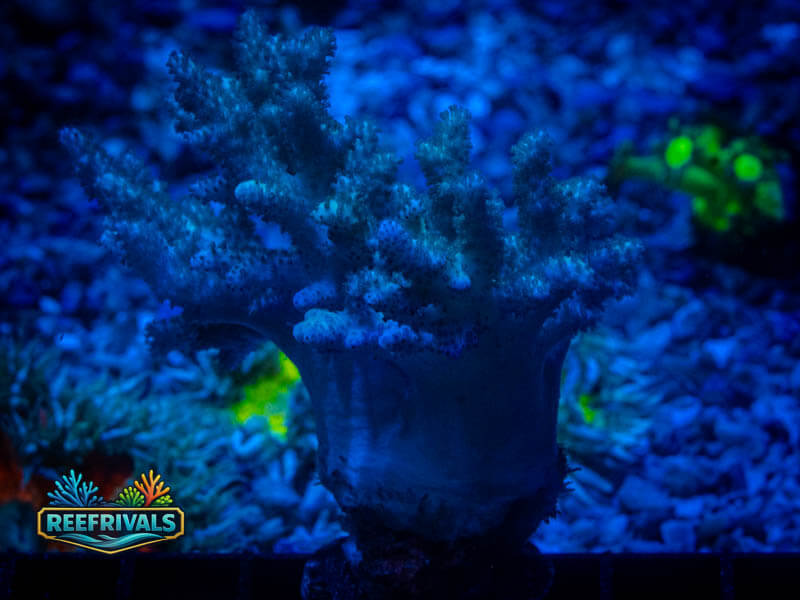TSA Mint Finger Leather coral image from ReefRivals, listed as Sinularia sp. and SPS Branching