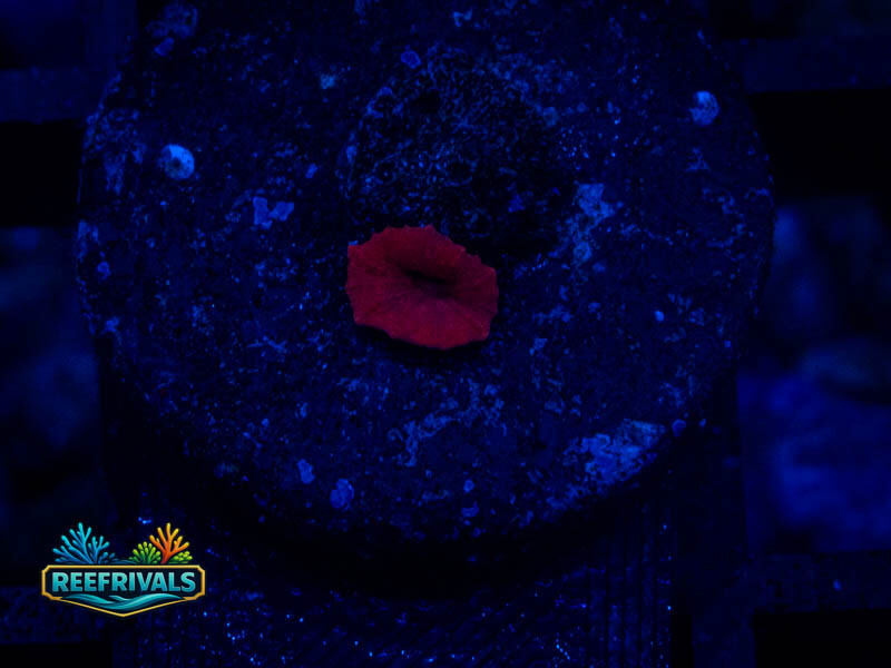 RVL Blood Red Discosoma Mushroom coral image from ReefRivals, listed as Discosoma spp. and Mushrooms