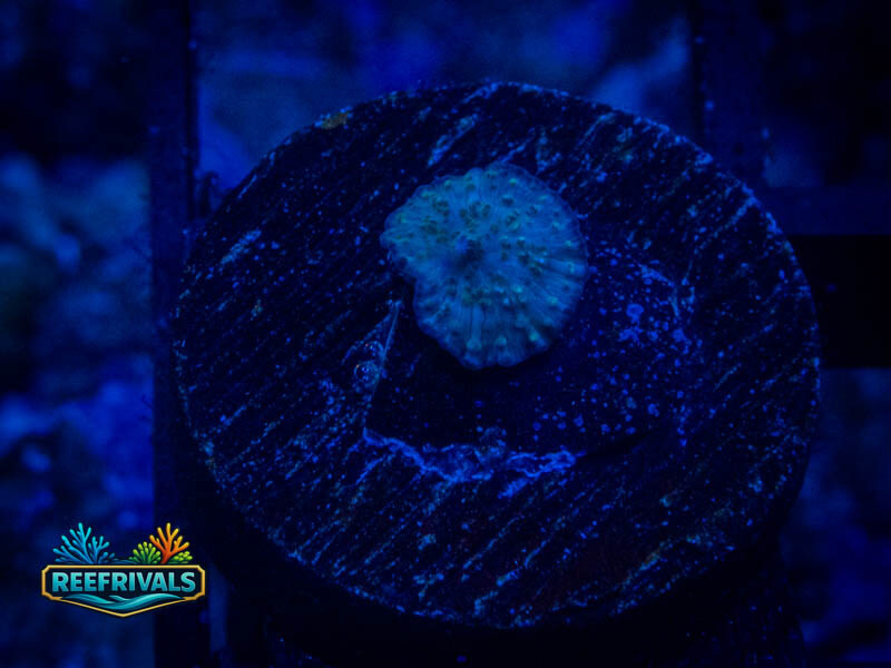 RVL Gold Sparkle Mushroom WYSIWYG coral image | ReefRivals RVL Gold Sparkle Mushroom coral image from ReefRivals, listed as Discosoma sp. and Mushrooms