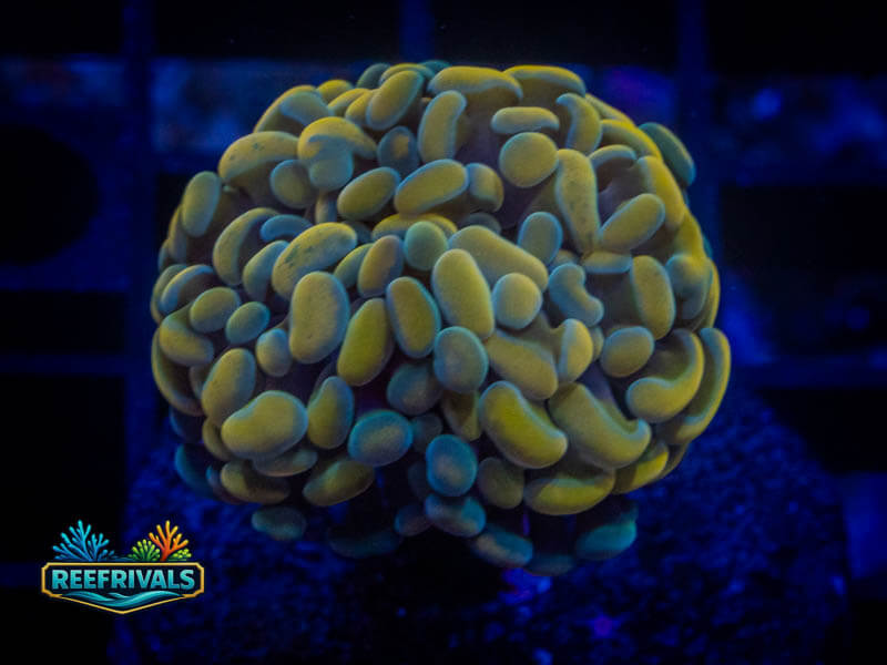 CA Golden Rainbow Branching Hammer coral image from ReefRivals, listed as Fimbriaphyllia ancora and Hammers