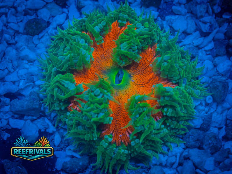 RVL Ultra Red Rcok Flower coral image from ReefRivals, listed as Actiniaria sp. and Soft Coral