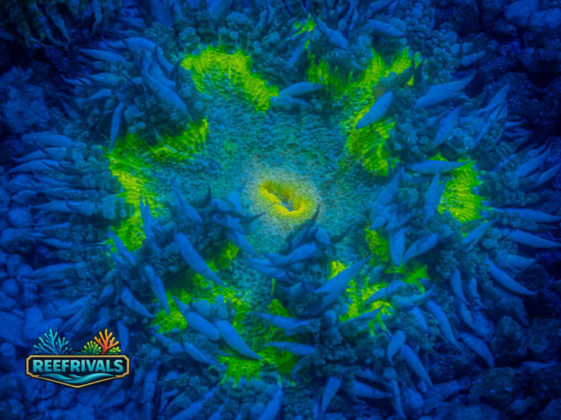 RVL Celtic Rock FLower WYSIWYG coral image | ReefRivals RVL Celtic Rock FLower coral image from ReefRivals, listed as Actiniaria sp. and Soft Coral