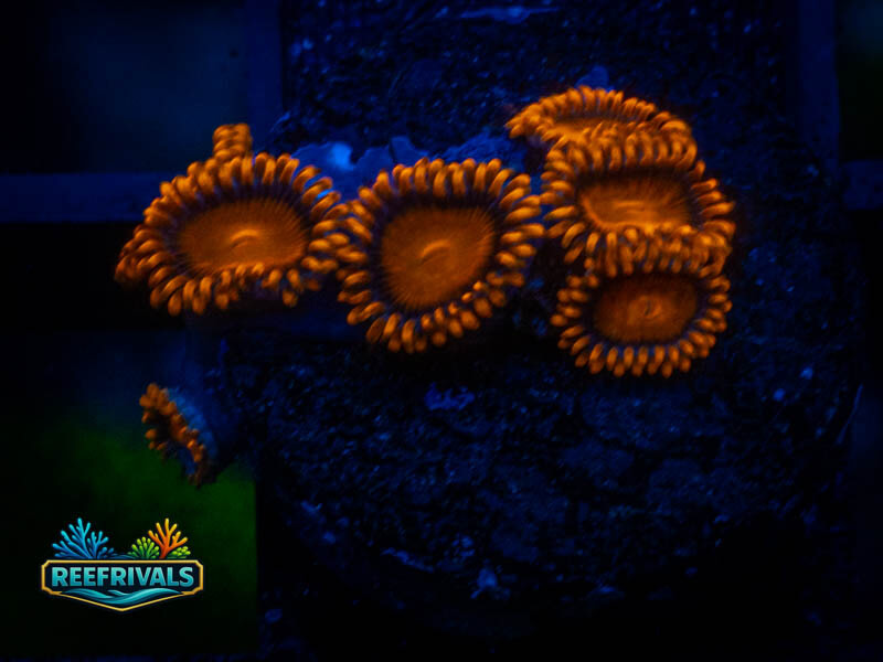 KK Bam Bam Zoa coral image from ReefRivals, listed as Zoanthus sp. and Zoas