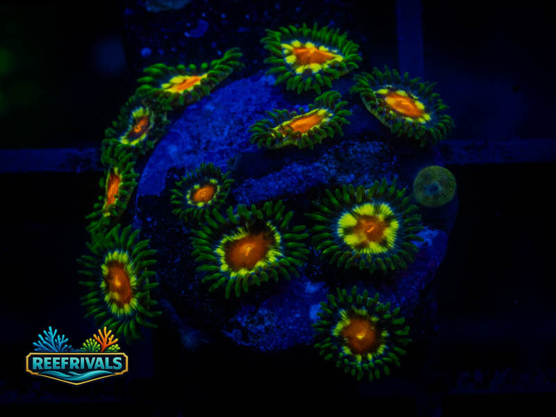 ECC Daisy Cutter Zoa coral image from ReefRivals, listed as Zoanthus sp. and Zoas