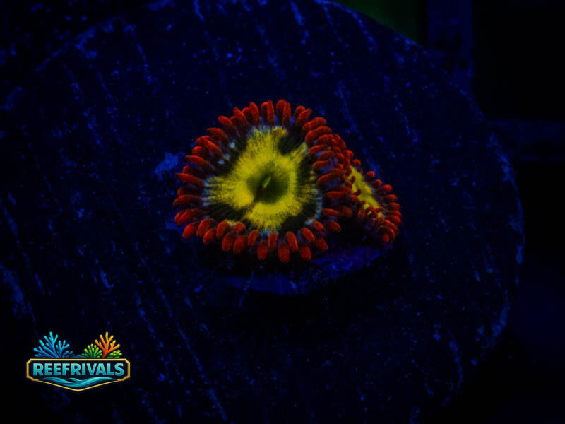 WWC Alpha Omega Zoa WYSIWYG coral image | ReefRivals WWC Alpha Omega Zoa coral image from ReefRivals, listed as Zoanthus sp. and Zoas