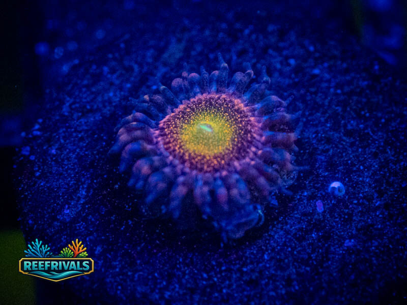 TSA Pandora Zoa coral image from ReefRivals, listed as Zoanthus sp. and Zoas