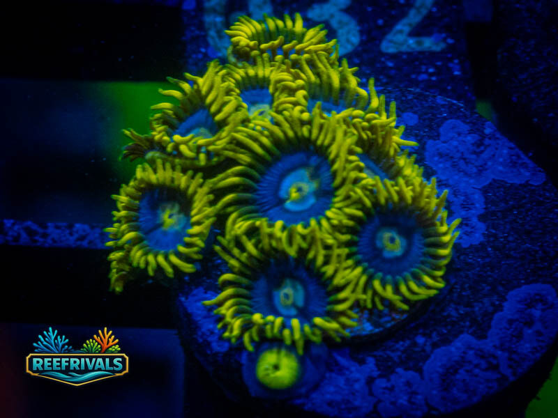 CA Blueberry Pie Zoa coral image from ReefRivals, listed as Zoanthus sp. and Zoas