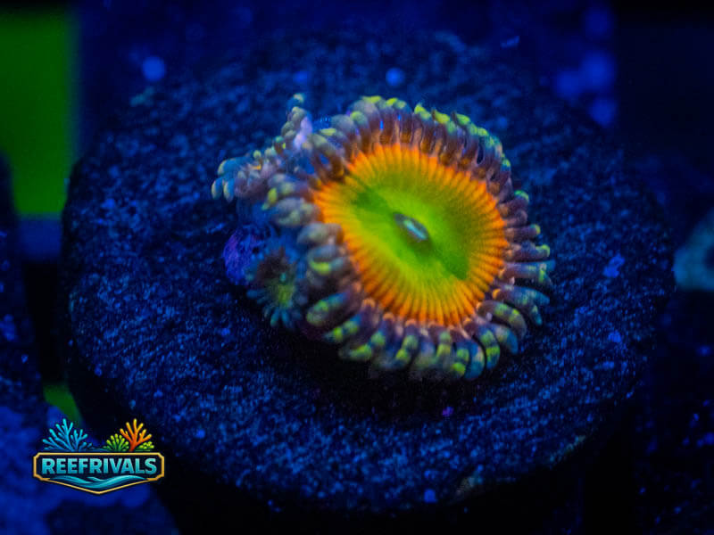 WWC Space Juice Zoa coral image from ReefRivals, listed as Zoanthus sp. and Zoas