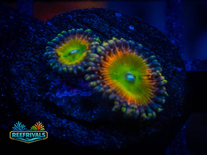 WWC Space Juice Zoa coral image from ReefRivals, listed as Zoanthus sp. and Zoas