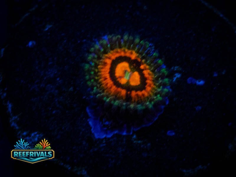 WWCRainbow Incinerator Zoa WYSIWYG coral image | ReefRivals WWCRainbow Incinerator Zoa coral image from ReefRivals, listed as Zoanthus sp. and Zoas