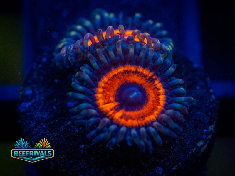 TG Devil's Armor Zoa coral image from ReefRivals, listed as Zoanthus sp. and Zoas