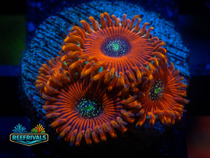ECC Magician PE Zoa coral image from ReefRivals, listed as Zoanthus sp. and Zoas