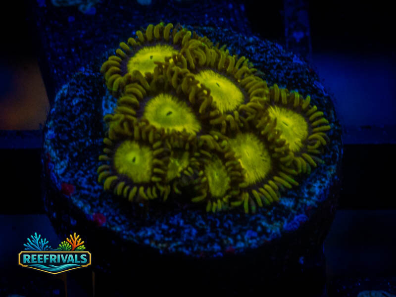 WWC King Midas Zoa coral image from ReefRivals, listed as Zoanthus sp. and Zoas