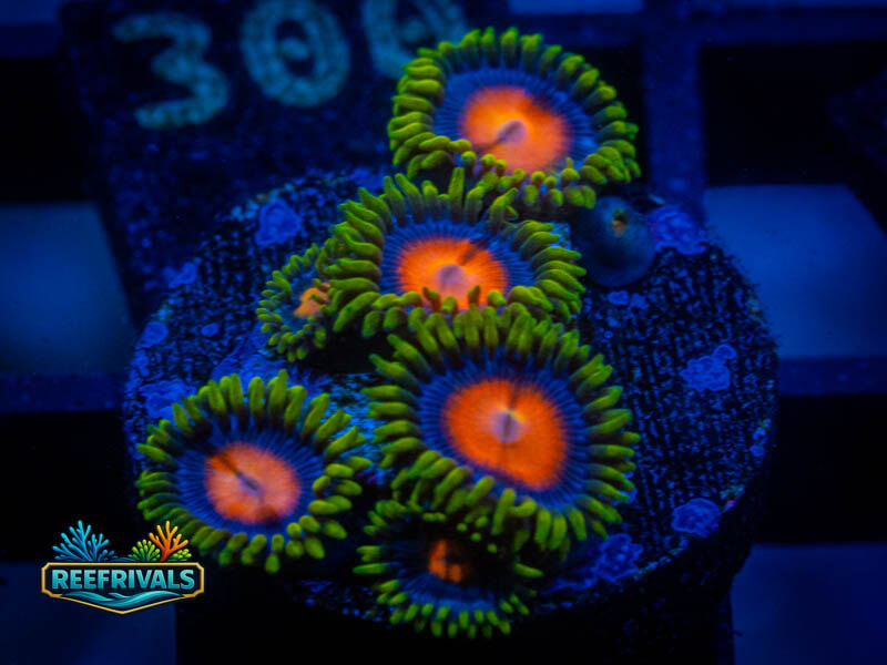 CC Fiji Dragon Zoa WYSIWYG coral image | ReefRivals CC Fiji Dragon Zoa coral image from ReefRivals, listed as Zoanthus sp. and Zoas