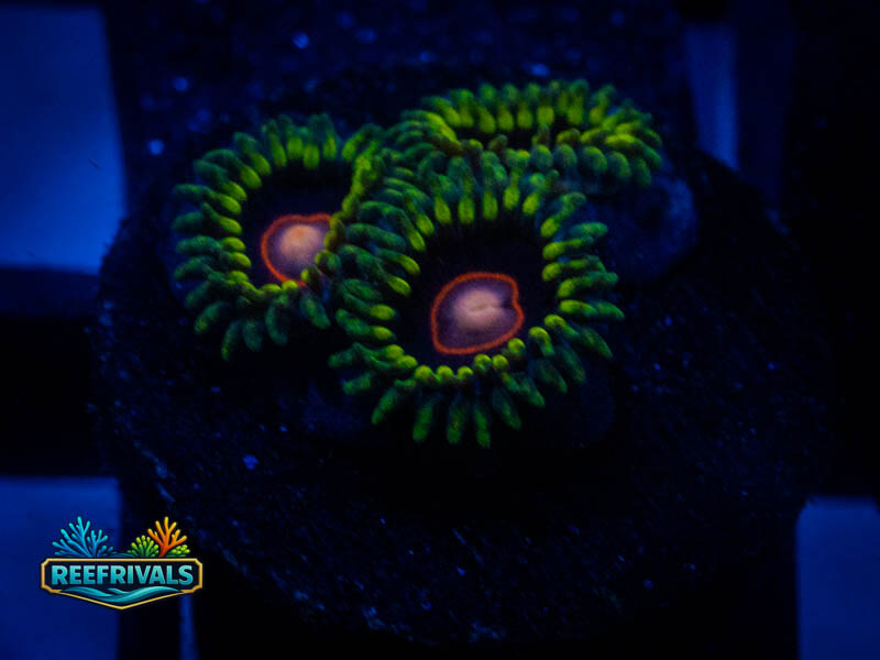 WWC Ultimate Blow Pop Zoa coral image from ReefRivals, listed as Zoanthus sp. and Zoas
