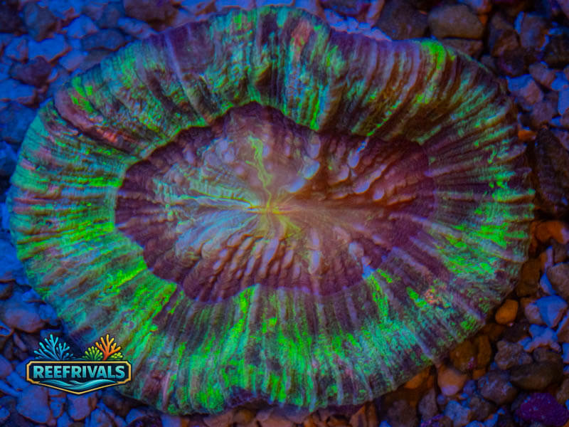 TSA Rainbow Trachy coral image from ReefRivals, listed as Trachyphyllia sp. and LPS Fleshy