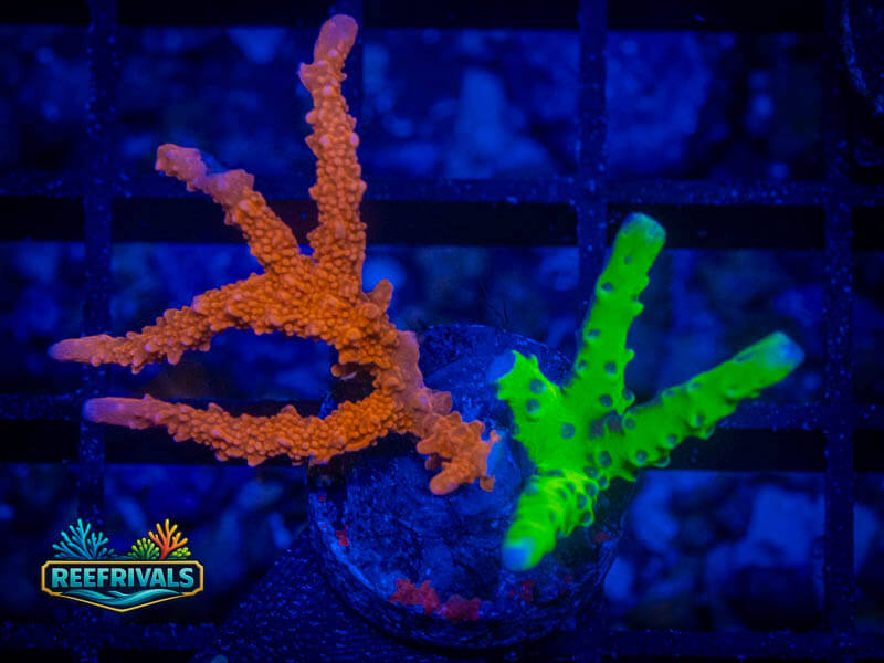RVL Split Branching Monti coral image from ReefRivals, listed as Acropora sp. and Acros