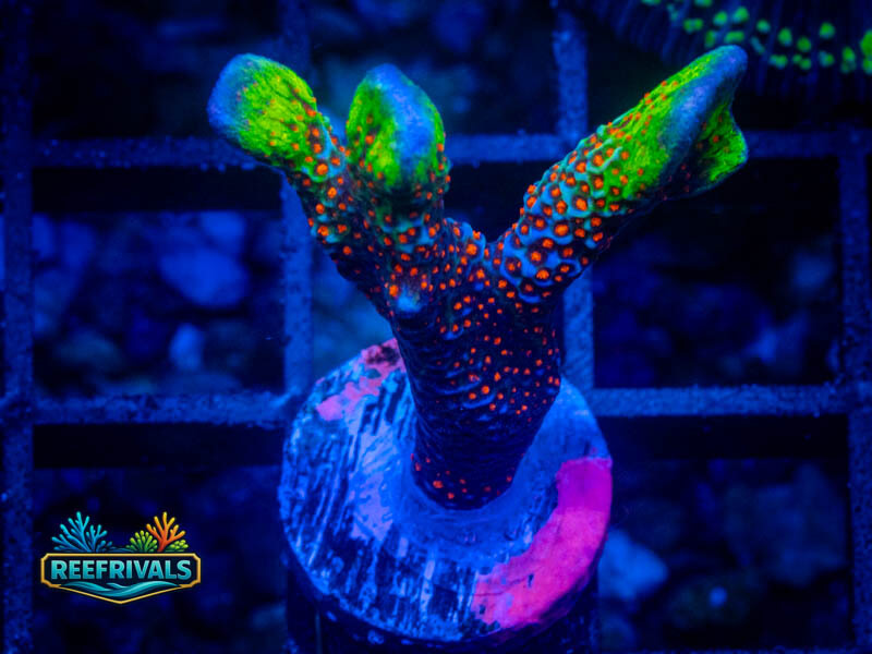 CC Bubblegum Monti WYSIWYG coral image | ReefRivals CC Bubblegum Monti coral image from ReefRivals, listed as Montipora sp. and Montis