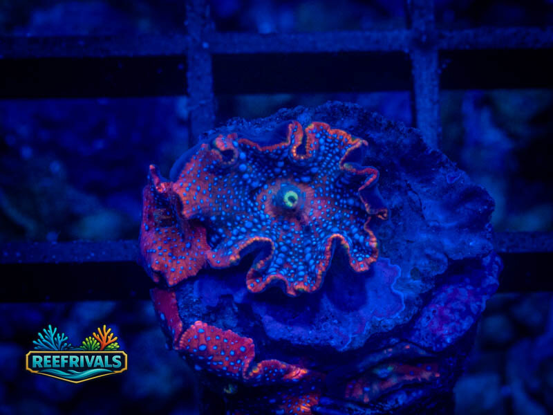 RVL Clark Kent Mushroom coral image from ReefRivals, listed as Discosoma spp. and Mushrooms
