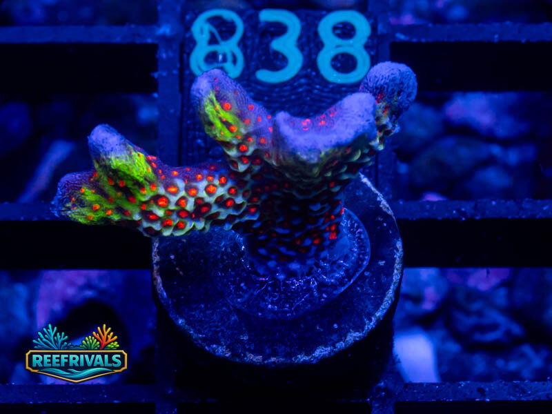 CC Bubblegum Monti coral image from ReefRivals, listed as Montipora sp. and Montis
