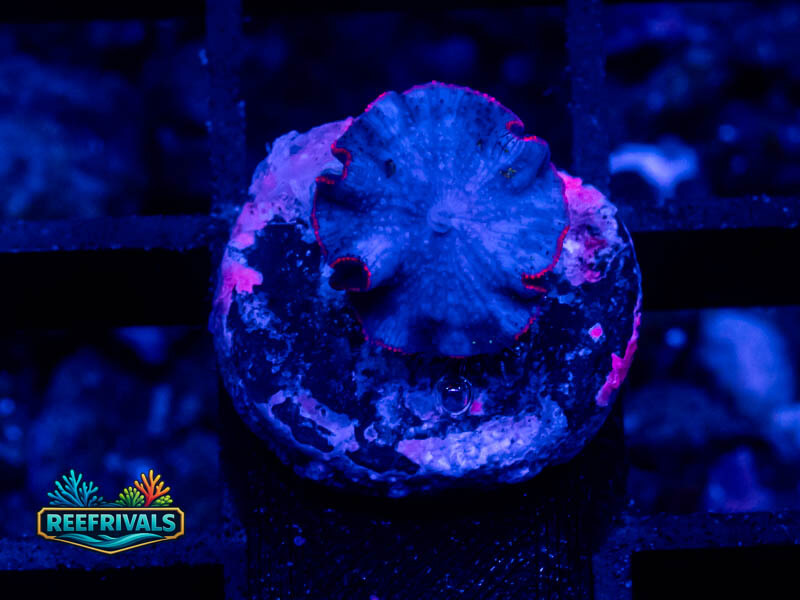 Discosoma Mushroom coral image from ReefRivals, listed as Discosoma spp. and Mushrooms