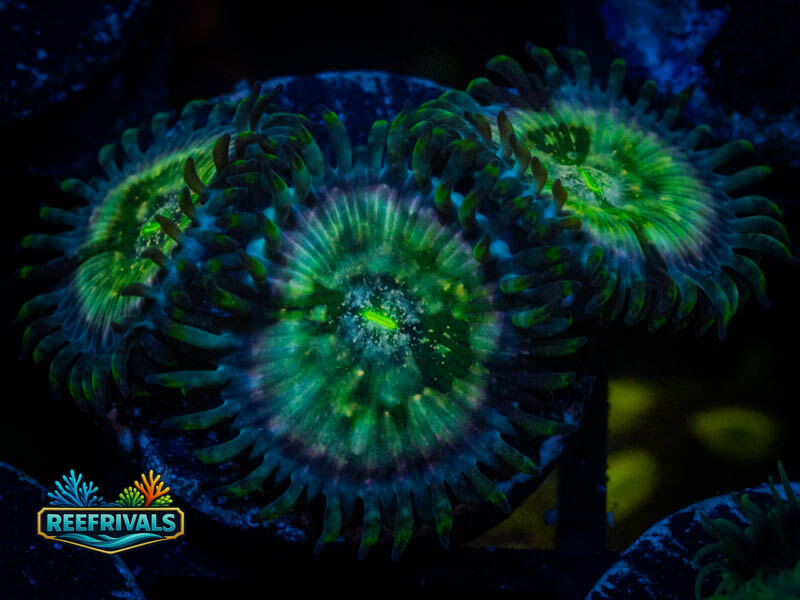 ARC Hawaiian Ding Dang Zoa coral image from ReefRivals, listed as Zoanthus sp. and Zoas