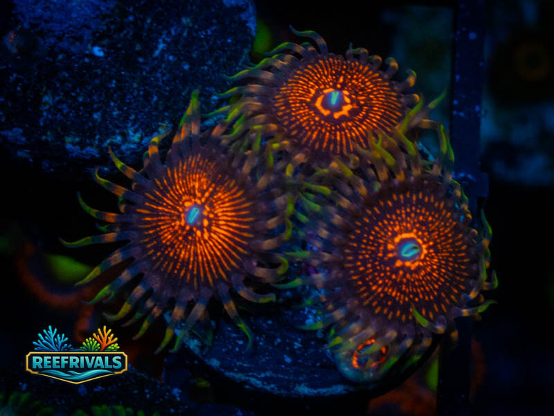 ARC Nightcrawler Zoa WYSIWYG coral image | ReefRivals ARC Nightcrawler Zoa coral image from ReefRivals, listed as Zoanthus sp. and Zoas