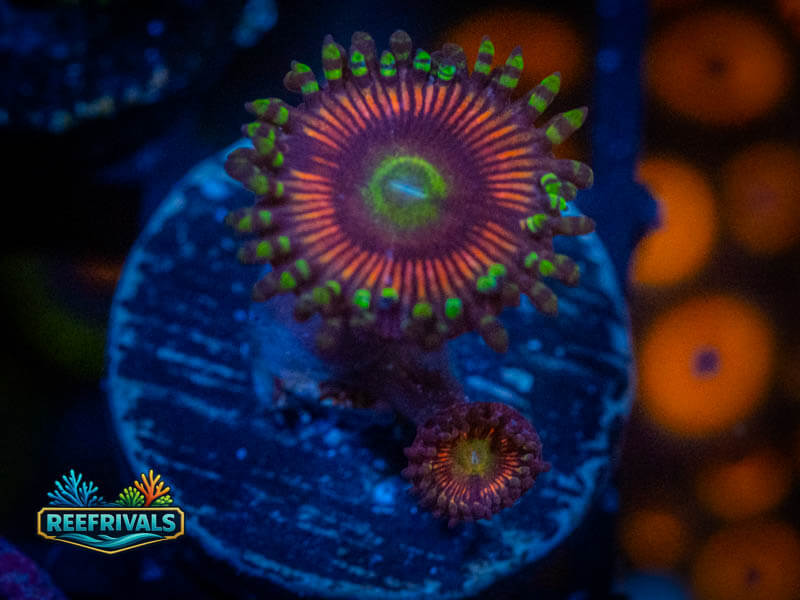 TG Candy Apple Green Zoa coral image from ReefRivals, listed as Zoanthus sp. and Zoas