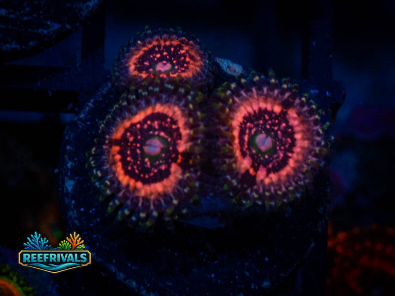 QCC Pink Zipper Zoa coral image from ReefRivals, listed as Zoanthus sp. and Zoas