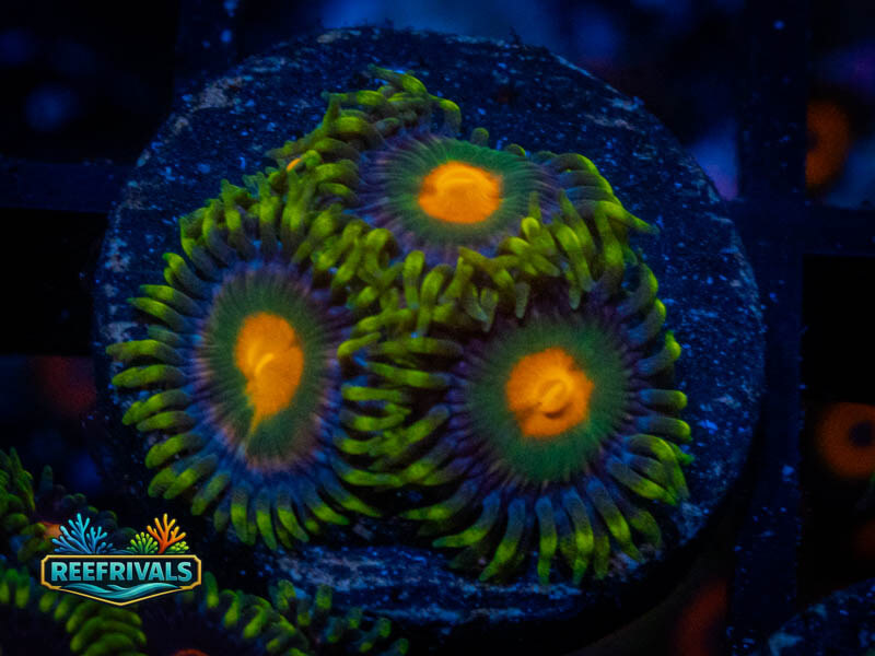 TSA Green Bay Packers Zoa WYSIWYG coral image | ReefRivals TSA Green Bay Packers Zoa coral image from ReefRivals, listed as Zoanthus sp. and Zoas