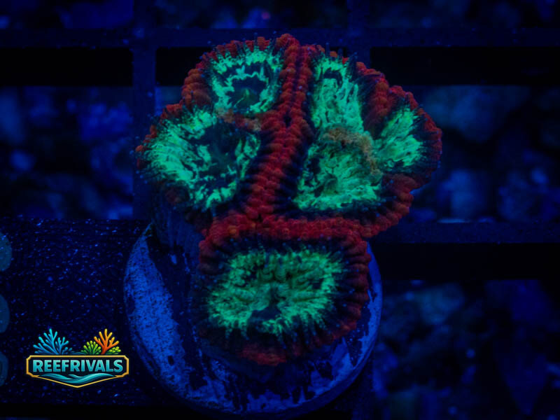 RVL Lava Rim Favia coral image from ReefRivals, listed as Favia sp. and Favias
