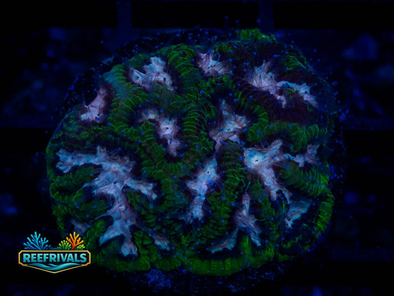 RS Pink Valley Maze Platy coral image from ReefRivals, listed as Platygyra sp. and Encrusting
