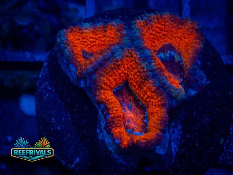 RVL Blue Rim Acan coral image from ReefRivals, listed as Micromussa sp. and Acans