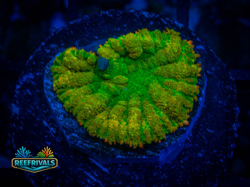 CA Tequila Rhodactis Mushroom coral image from ReefRivals, listed as Rhodactis spp. and Mushrooms