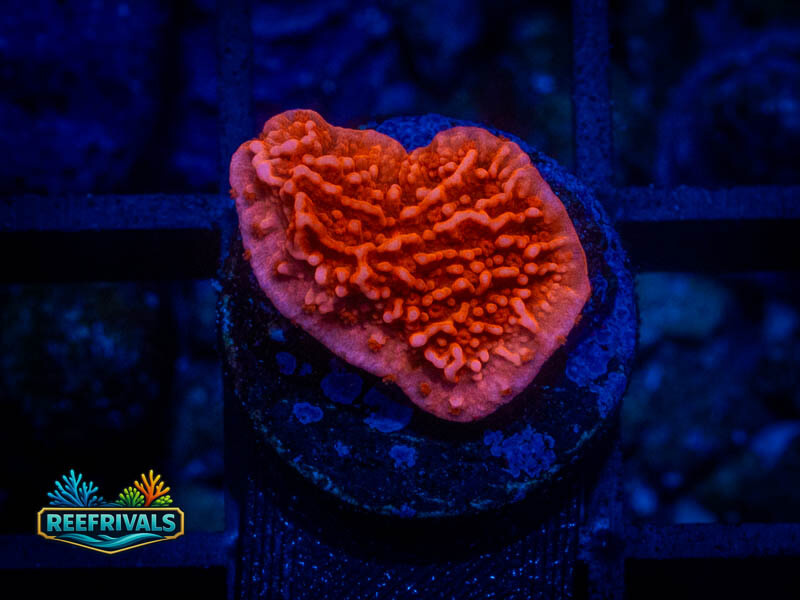 RVL Candy Cap Monti coral image from ReefRivals, listed as Montipora sp. and Montis