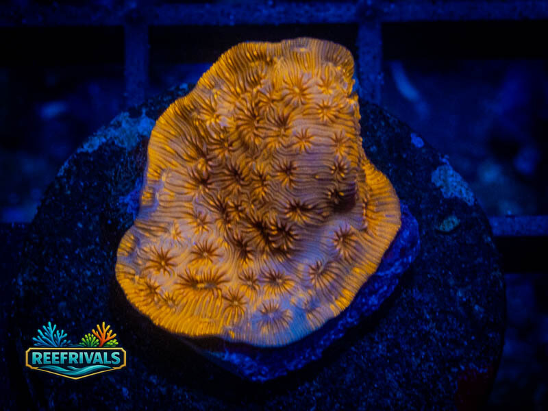 WWC Golden Pavona coral image from ReefRivals, listed as Pavona sp. and SPS Branching