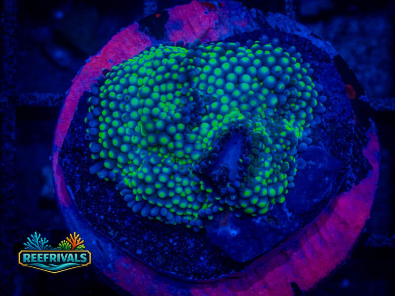Ultra Green Florida Mushroom coral image from ReefRivals, listed as Ricordea florida and Mushrooms